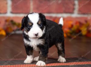 tri-colored mini bernedoodle near Chicago Illinois