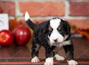 tri-colored mini bernedoodle near Chicago Illinois