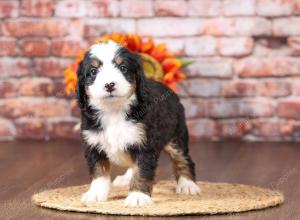 tri-colored mini bernedoodle near Chicago Illinois