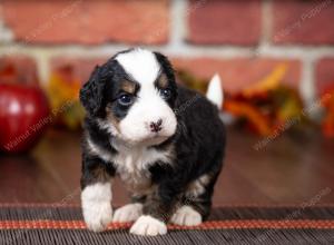 tri-colored mini bernedoodle near Chicago Illinois