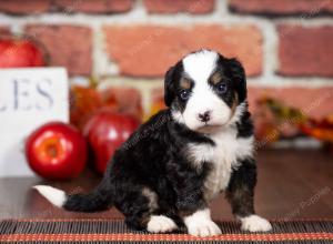 tri-colored mini bernedoodle near Chicago Illinois