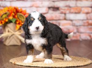 tri-colored mini bernedoodle near Chicago Illinois