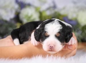 tri-colored mini bernedoodle near Chicago 