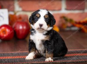 tri-colored mini bernedoodle near Chicago Illinois