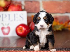 tri-colored mini bernedoodle near Chicago Illinois