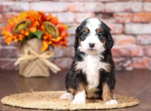 tri-colored mini bernedoodle near Chicago Illinois