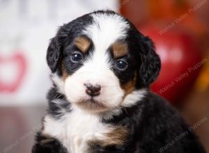 tri-colored mini bernedoodle near Chicago Illinois