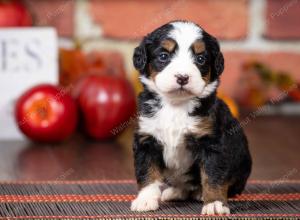 tri-colored mini bernedoodle near Chicago Illinois