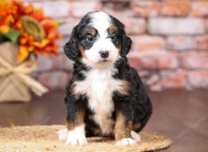 tri-colored mini bernedoodle near Chicago Illinois