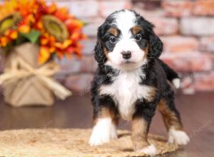 tri-colored mini bernedoodle near Chicago Illinois