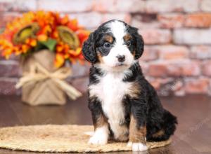 tri-colored mini bernedoodle near Chicago Illinois