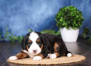 tri-colored mini bernedoodle near Chicago Illinois