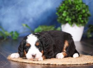 tri-colored mini bernedoodle near Chicago Illinois