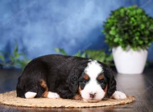 tri-colored mini bernedoodle near Chicago Illinois