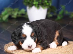 tri-colored mini bernedoodle near Chicago Illinois