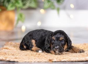 male tiny bernedoodle near St Louis Missouri