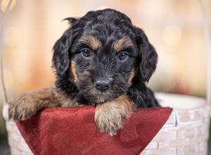 male tiny bernedoodle near St Louis Missouri