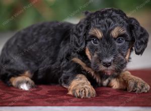 male tiny bernedoodle near St Louis Missouri