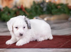 male tiny bernedoodle near Chicago Illinois 