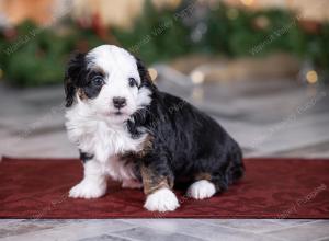 female tiny bernedoodle near St Louis Missouri