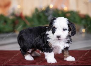 female tiny bernedoodle near St Louis Missouri