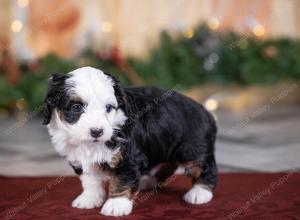 female tiny bernedoodle near St Louis Missouri