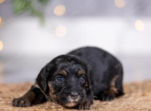 female tiny bernedoodle near St Louis Missouri