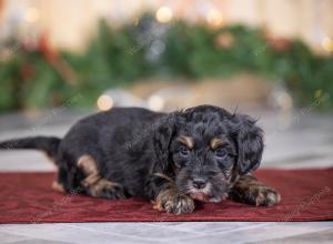 female tiny bernedoodle near St Louis Missouri