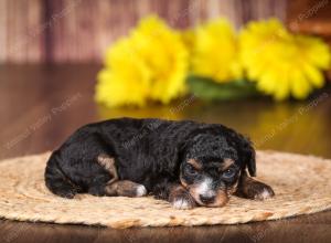 tri-colored mini bernedoodle near Chicago 