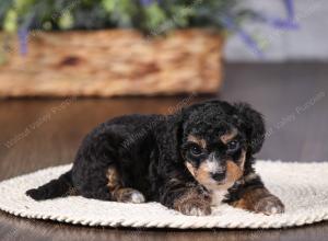 tri-colored mini bernedoodle near Chicago 