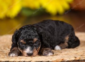 tri-colored mini bernedoodle near Chicago 