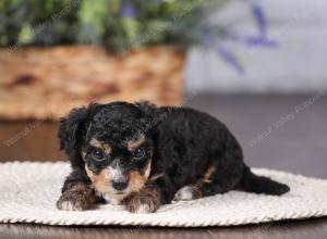 tri-colored mini bernedoodle near Chicago 