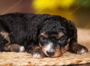 tri-colored mini bernedoodle near Chicago 