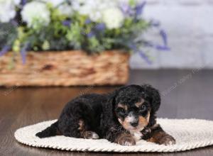 tri-colored mini bernedoodle near Chicago 