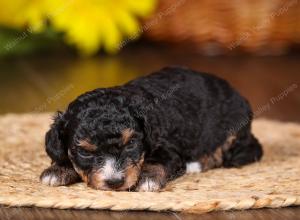 tri-colored mini bernedoodle near Chicago 