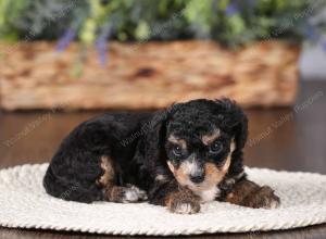 tri-colored mini bernedoodle near Chicago 
