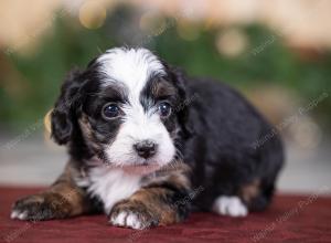 female tiny bernedoodle near St Louis Missouri