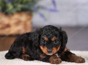 tri-colored mini bernedoodle near Chicago 