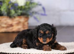 tri-colored mini bernedoodle near Chicago 