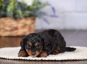 tri-colored mini bernedoodle near Chicago 