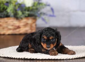 tri-colored mini bernedoodle near Chicago 