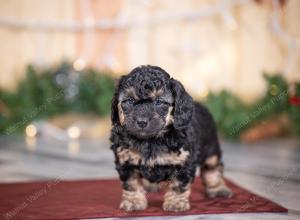 male tiny bernedoodle near St Louis Missouri