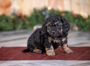 male tiny bernedoodle near St Louis Missouri