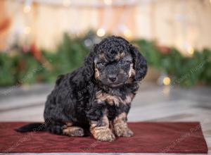 male tiny bernedoodle near St Louis Missouri