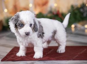 male tiny bernedoodle near St Louis Missouri