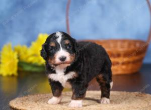   tri-colored standard bernedoodle near Chicago Illinois