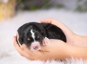   tri-colored Male standard bernedoodle near Chicago Illinois