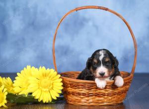   tri-colored female standard bernedoodle near Chicago Illinois