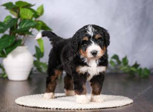   tri-colored standard bernedoodle near Chicago Illinois