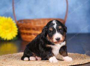   tri-colored female standard bernedoodle near Chicago Illinois